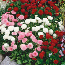 Daisy Lipstick Seeds (Bellis perennis) for colorful blooms in the Flower Bed