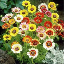 Rainbow Daisy Seeds (Bellis perennis) for growers filling out the colorful groundcover and home garden planting