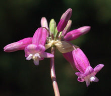Dichelostemma Ida Maia 'Pink Diamond' Bulbs for a colorful addition to any planting