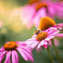 Echinacea Seeds (Echinacea purpurea) for seasonal color across the Flower Bed & Garden