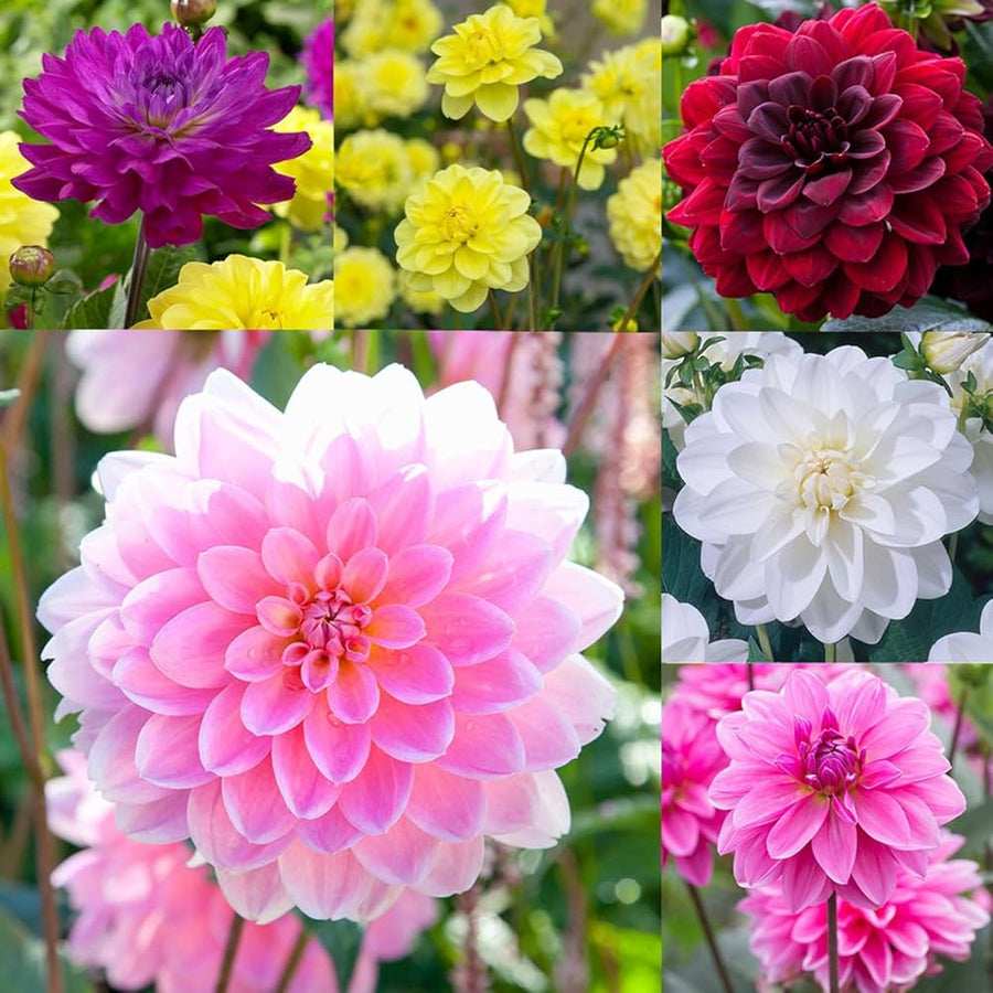 Dahlia Mixed Color Dahlia pinnata for planting in flower bed