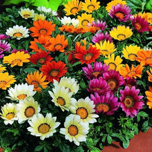 African Gazania Seeds (Gazania rigens) for seasonal color across the Flower Bed & Urban Garden