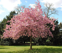Japanese Cherry Blossom Seeds (Prunus serrulata) for growers planting the Garden