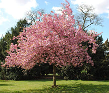 Sakura Bonsai Seeds known for japanese Cherry Blossom Trees