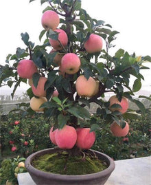 Apple Tree Seeds for a homegrown harvest from the Home & Garden Garden Decoration Bonsai Flower Seeds