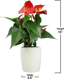 Anthurium Andraeanum Red Rare Seeds for reliable seasonal color