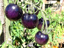 Indigo Rose Tomato Seeds (Solanum lycopersicum) for productive rows in the Fruit Garden