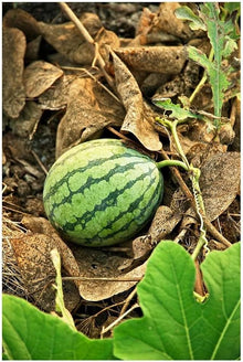 Sweet watermelon seeds for bonsai fruit growing at home