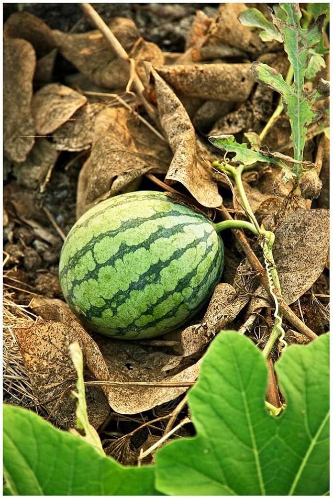 Sweet watermelon seeds for bonsai fruit growing at home