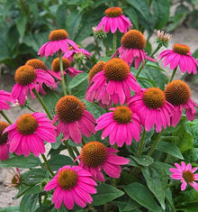 Echinacea Purpurea Seeds for a bright addition to the Healing & Garden Use