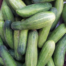 Mixed Cucumber Seeds for growers stocking the Vegetable Garden