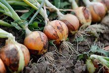 Onion Seeds (Allium cepa) for a reliable harvest in the Vegetable Patch & Garden