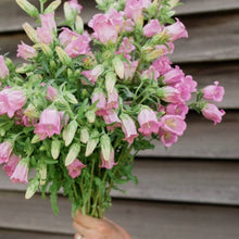 Canterbury Bells Seeds (Campanula medium) for seasonal color across the home garden flower bed