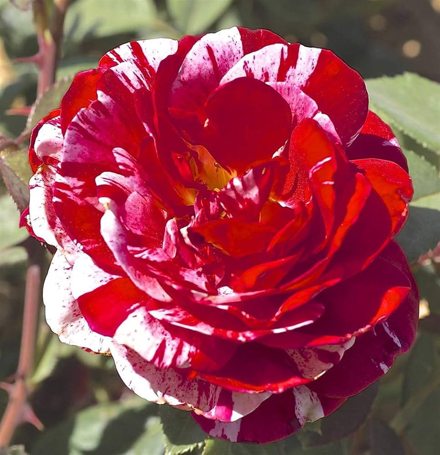 Rose Rosa Hybrida Rare Flower Seeds for Planting – Suitable for Backyard Gardening and Colorful Floral Displays