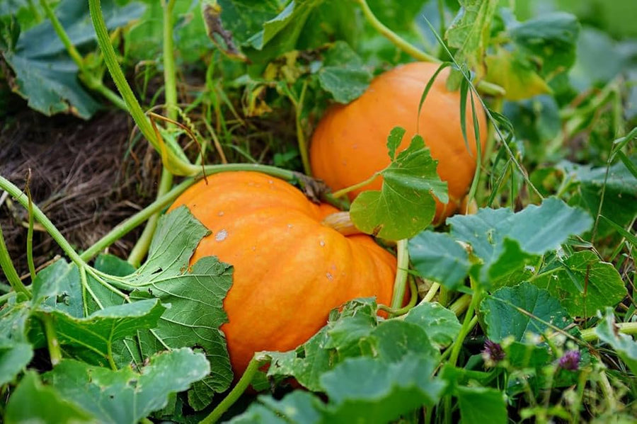 Non-GMO Pumpkin Wool Seeds
