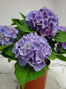 Hydrangea Seeds (Hydrangea macrophylla) for trellises and fences in the home garden or shaded borders
