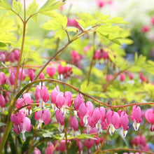 Bicuculline Seeds (Dicentra spectabilis) for colorful blooms in the ornamental garden and woodland planting
