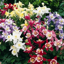 Aquilegia Vulgaris Double Bloom Mix – tall columbine flower Seeds for a colorful addition to any planting