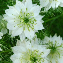 White Love-in-a-Mist Seeds (Nigella damascena) for growers filling out the Cottage Flower Bed