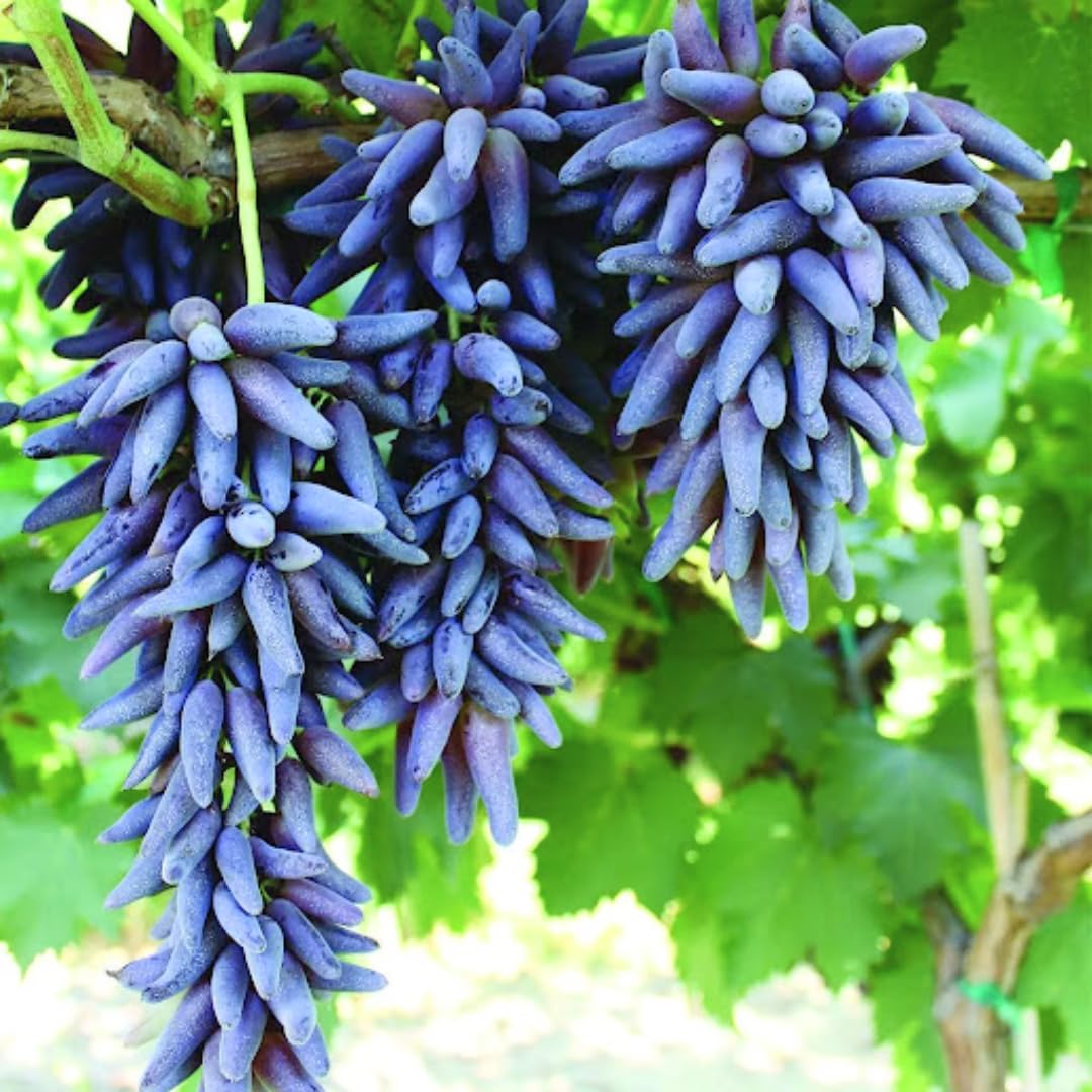 Finger Grape Seeds (Vitis vinifera) for a homegrown harvest from the Bonsai Fruit Garden