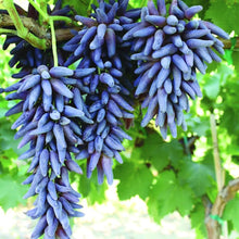 Finger Grape Seeds (Vitis vinifera) for a homegrown harvest from the Bonsai Fruit Garden