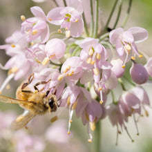 Allium Cernuum Nodding Onion Seeds (Allium cernuum) for home growers seeking a reliable harvest