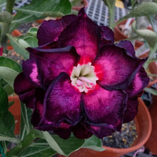 Adenium Obesum Desert Rose Seeds for a bright addition to the Dark Purple Garden