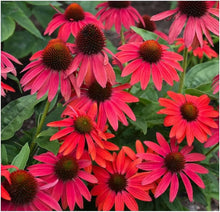 Ruby Red Echinacea Seeds for a colorful addition to any planting