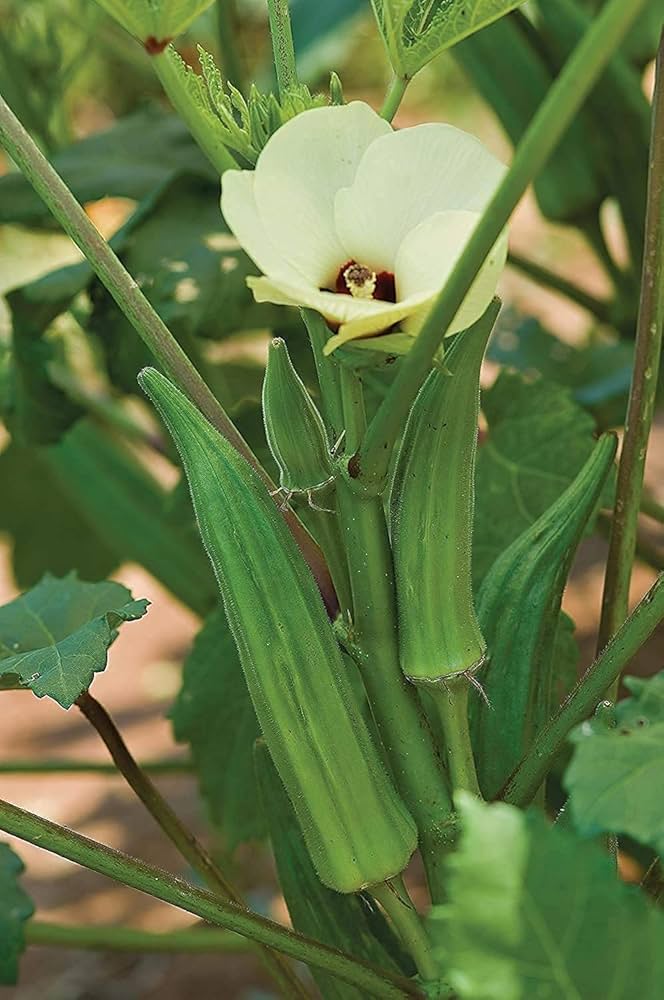 Long pod green okra seeds (Abelmoschus esculentus) for vegetable garden planting