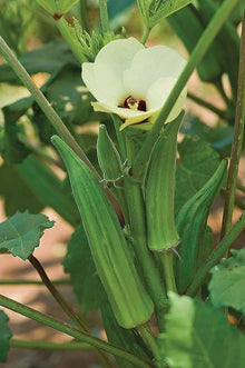 Long pod green okra seeds (Abelmoschus esculentus) for vegetable garden planting