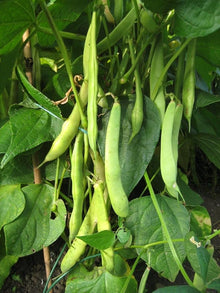 Large dark red kidney bean seeds