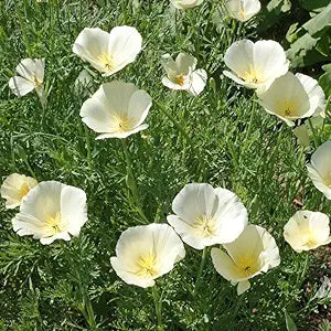 Persian White Poppy for planting