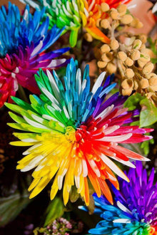 Black Rainbow Chrysanthemum Perennial Seeds for a colorful addition to any planting