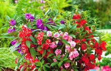 Black Camellia & Impatiens Mix Seeds for a lasting addition to the landscape
