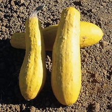 Early Productive Yellow Straightneck Squash Seeds for growers stocking a kitchen garden