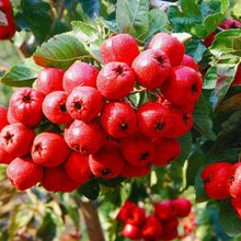 Crataegus Lindmanii Hawthorn Berry seeds