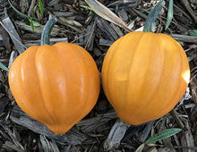Table Gold Acorn Squash Seeds for growers stocking a kitchen garden