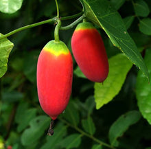 Coccinia Grandis Seeds (Coccinia grandis) for seasonal color across the vegetable patches and tropical gardens
