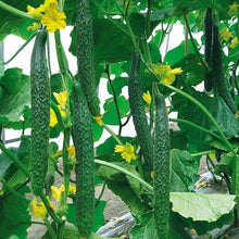 Long Cucumber Seeds (Cucumis sativus) for a reliable harvest in the Vegetable Patch