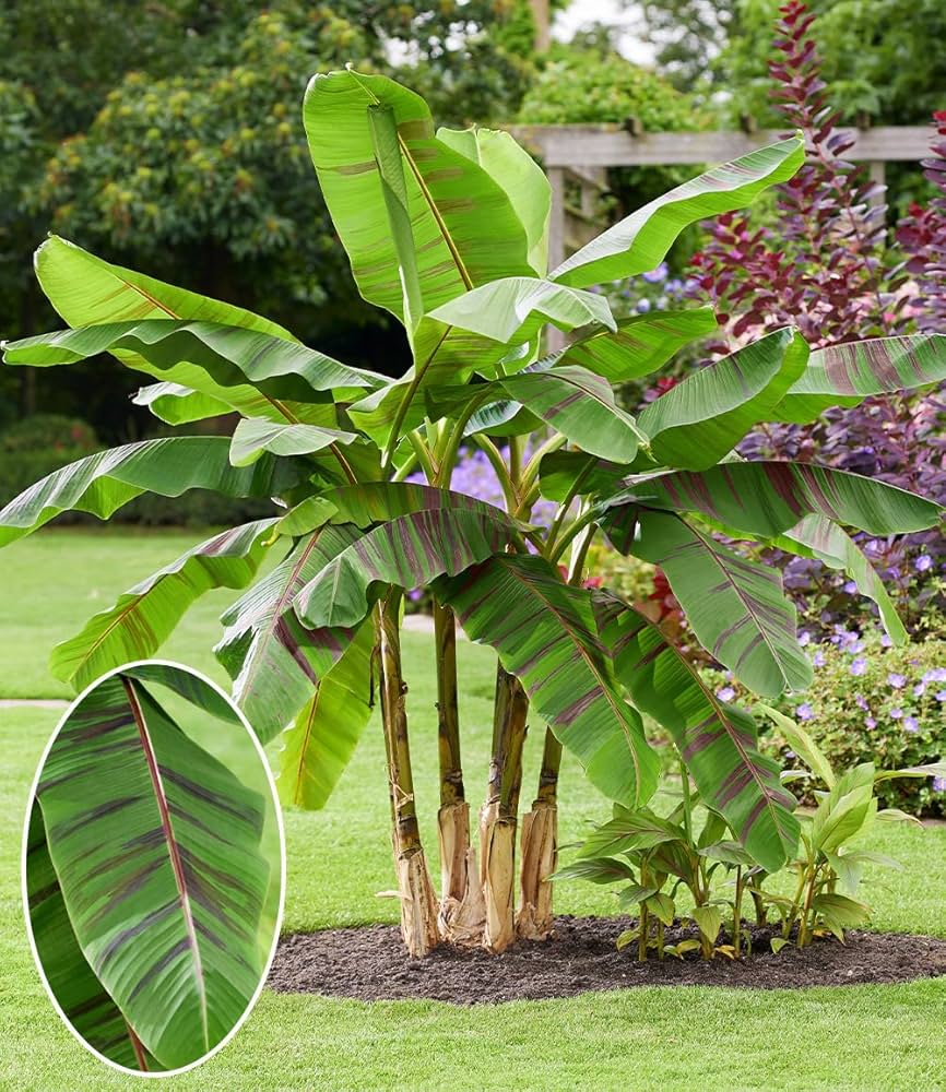 Rare Cathaya Argyrophylla tree seeds
