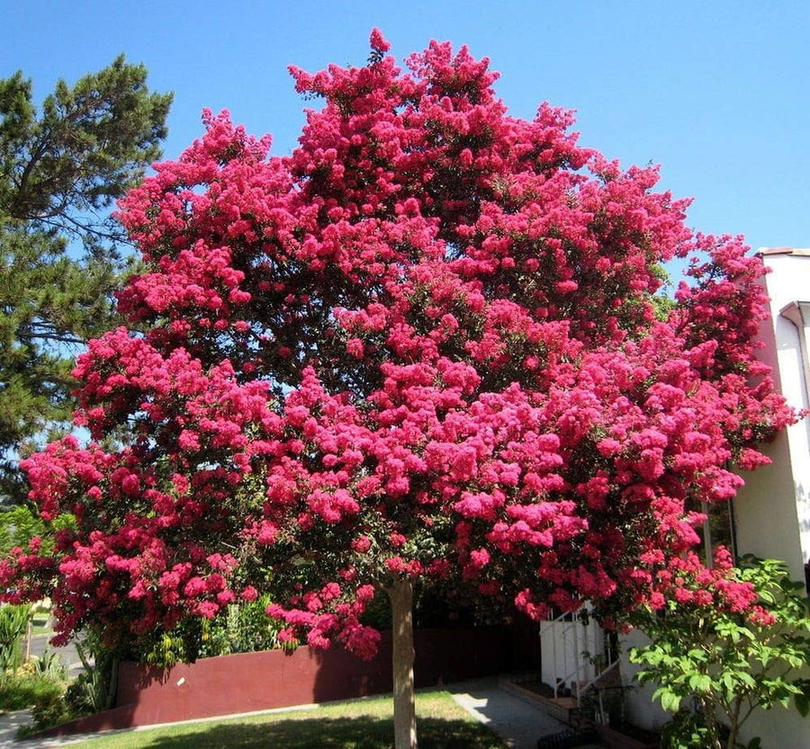 Crepe Myrtle (Lagerstroemia indica) tree seeds
