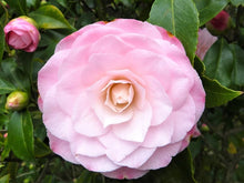 Camellia Seeds (Camellia japonica) for growers filling out the flower beds and partial shade gardens