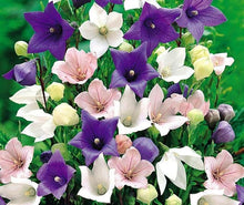 PLATYCODON Balloon Seeds (Platycodon grandiflorus) for growers filling out the Flower Bed