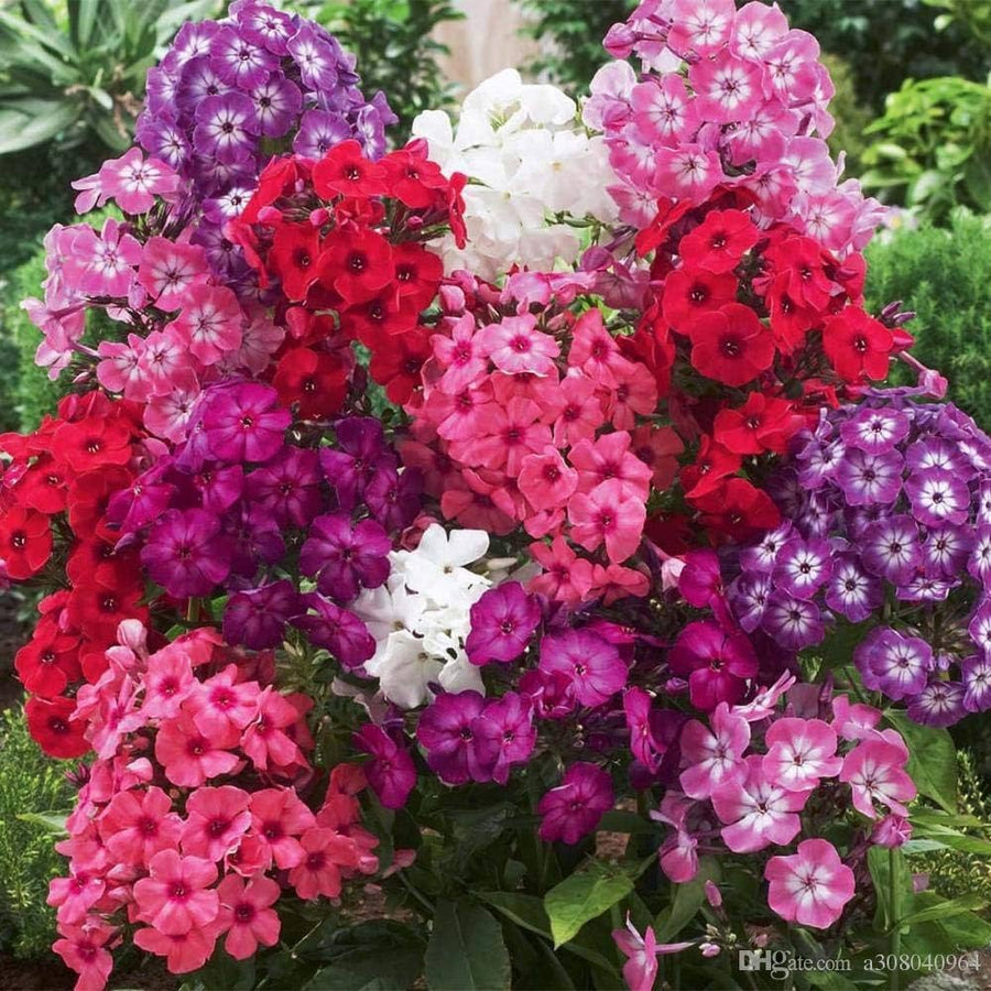Phlox - 21st for planting in home garden