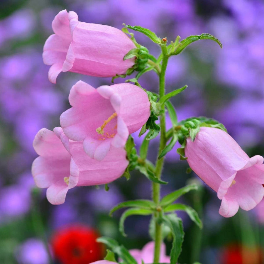 Canterbury Bells Campanula Seeds