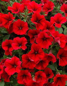 Dark Red Velvet Petunia Seeds for a colorful addition to any planting