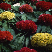 Cockscomb Seeds (Celosia argentea) for seasonal color across the Flower Bed & Garden