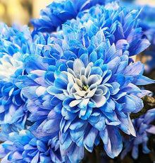 Rainbow Chrysanthemum Mixed Colors Seeds for gardeners building out beds and borders