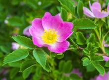 Prairie Wild Rose Seeds (Rosa setigera) for a bright addition to the Home Garden & Flower Bed