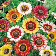 Daisy Bellis perennis for planting in flower bed